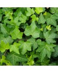 Hedera Green Ripple